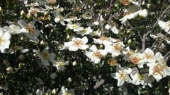 Lindleya mespiloides