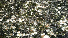 Lindleya mespiloides