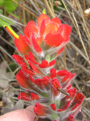 Castilleja mendocinensis