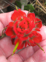 Castilleja mendocinensis