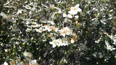 Lindleya mespiloides