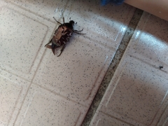 Protaetia orientalis