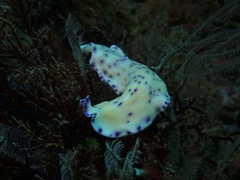 Pseudoceros laingensis