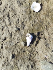 Cerithideopsis californica