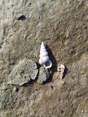Cerithideopsis californica