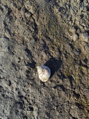 Echinolittorina modesta