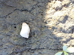 Echinolittorina modesta