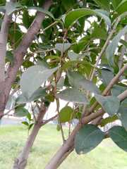 Ligustrum