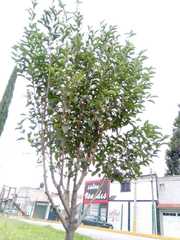 Ligustrum