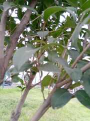 Ligustrum