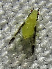 Monellia caryella