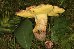 Butyriboletus taughannockensis