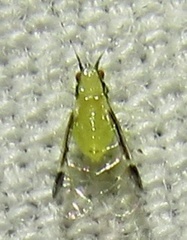 Monellia caryella