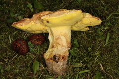 Butyriboletus taughannockensis
