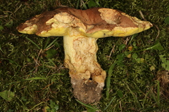 Butyriboletus taughannockensis