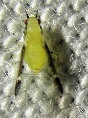 Monellia caryella