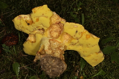 Butyriboletus taughannockensis