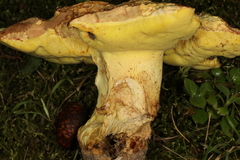 Butyriboletus taughannockensis