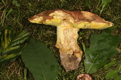 Butyriboletus taughannockensis