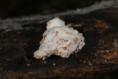 Hypomyces tremellicola