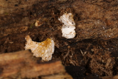 Hypomyces tremellicola