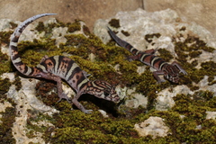 Coleonyx elegans