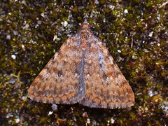 Dichromodes disputata