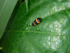 Cosmoscarta abdominalis