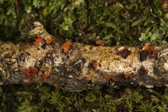 Dacrymyces minor