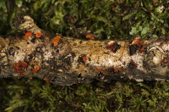 Dacrymyces minor