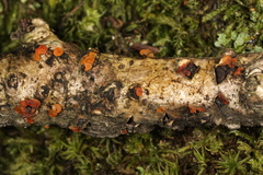 Dacrymyces minor