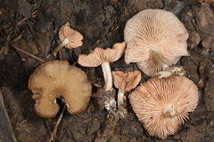 Entoloma multiforme