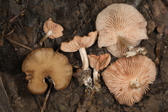 Entoloma multiforme