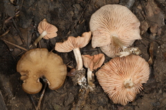 Entoloma multiforme