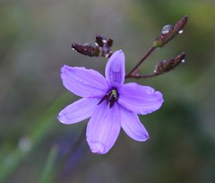 Agrostocrinum hirsutum