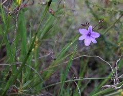 Agrostocrinum hirsutum