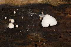 Clitopilus scyphoides reductus