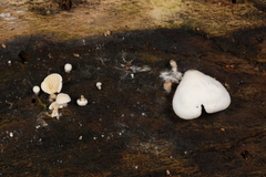 Clitopilus scyphoides reductus