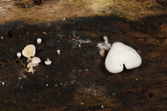 Clitopilus scyphoides reductus