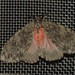 Lymantria nussi - Photo (c) N. Mahathi, some rights reserved (CC BY-NC), uploaded by N. Mahathi