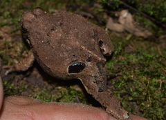 Physalaemus biligonigerus