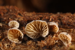 Clitopilus scyphoides reductus