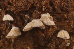 Clitopilus scyphoides reductus