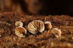 Clitopilus scyphoides reductus