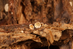 Clitopilus scyphoides reductus