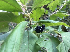 Callicarpa acuminata