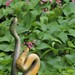 Serpiente Rata Oriental - Photo (c) N. Mahathi, algunos derechos reservados (CC BY-NC), uploaded by N. Mahathi