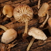 Callistosporium pseudofelleum - Photo (c) John Plischke, alguns direitos reservados (CC BY-NC), uploaded by John Plischke
