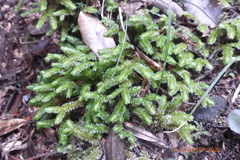 Schistochila nobilis