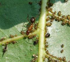 Formica pallidefulva